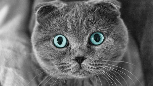 十大宠物猫排名最贵（10种全世界号称最贵的猫咪）