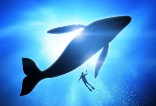 世界十大巨型动物（盘点世界大体型的10种动物）