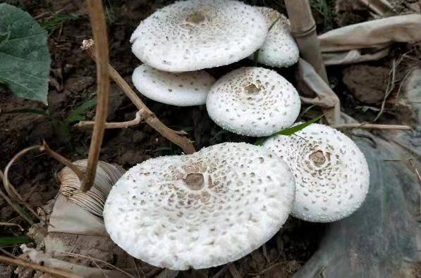 中国十大毒蘑菇，这第一种蘑菇致死率达95%