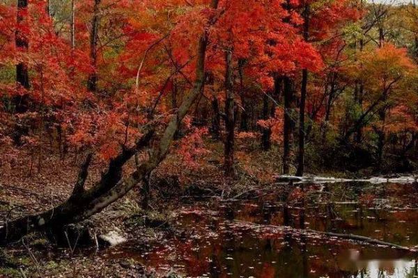 长春十大旅游景点,一定要去的10个打卡胜地 长春十大旅游景点,一定要去的10个打卡胜地
