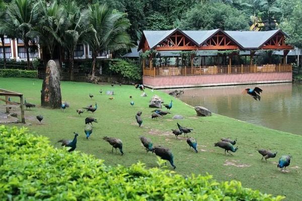 西双版纳十大旅游景点（西双版纳的10个好玩的景点推荐）