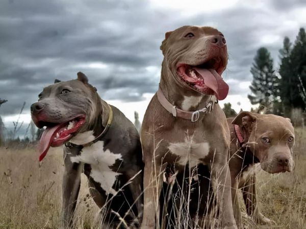 世界十大恶犬盘点（世上最凶猛的十大恶犬）