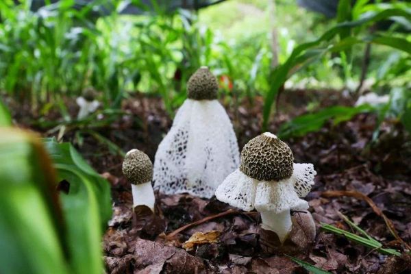 什么菌最贵十大名贵菌类（最名贵的十位山珍）