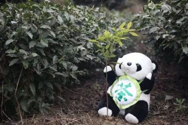 最贵的茶叶十大排名（中国最贵的十大天价茶）