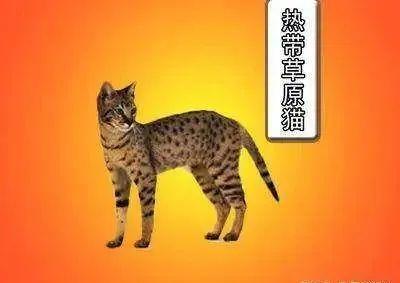 世界十大最贵的宠物（世界上十大最贵的动物）