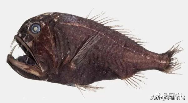 海洋十大最危险的生物，地球上最可怕的10种深海生物