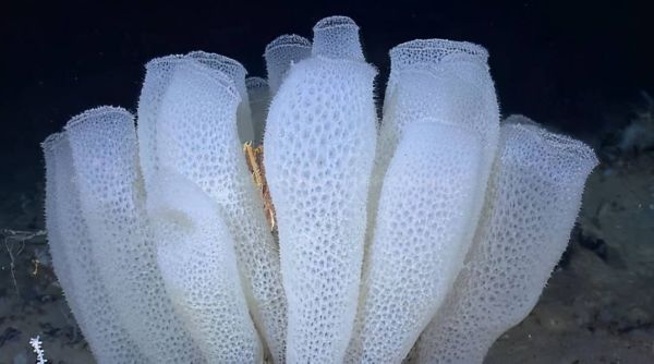 世界上十大仍存活的“活化石”古老物种(世界十大活化石动物盘点)