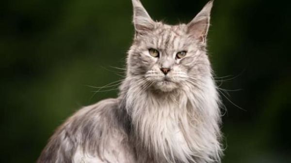 十大最昂贵的猫品种(世界上最贵的猫前十名)