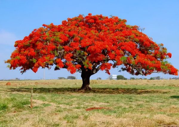 世界最漂亮的十大树(世界上最美丽的10种树) 世界最漂亮的十大树(世界上最美丽的10种树)