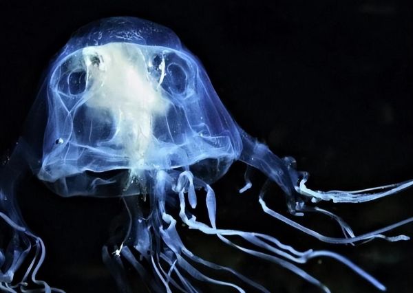 世界十大毒物排名（世界上毒性最强的十种生物)