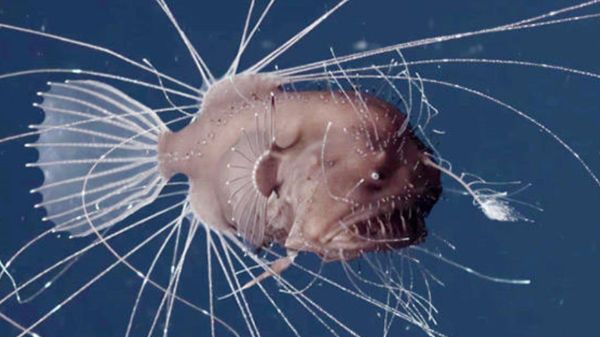 马里亚纳海沟十大恐怖生物（马里亚纳海沟发现的10种神秘生物）