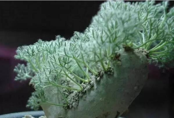 世界十大最贵多肉排名（10大最昂贵的多肉植物）