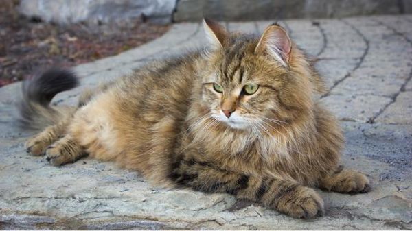 十大适合家养的猫价格（2000以下适合家养的几种猫）