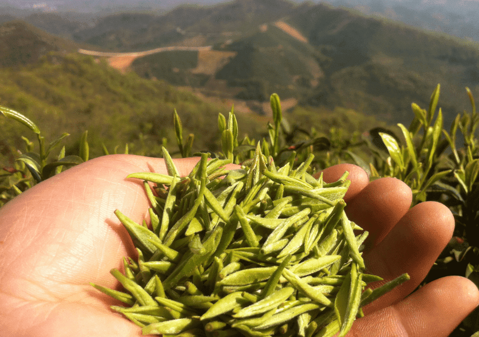 中国十大名茶最新排名（中国十大名茶排行榜最新排名）
