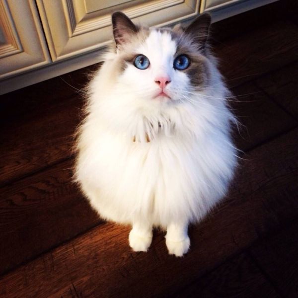 十大宠物猫排名最贵（10种全世界号称最贵的猫咪）