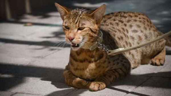 十大最昂贵的猫品种(世界上最贵的猫前十名)