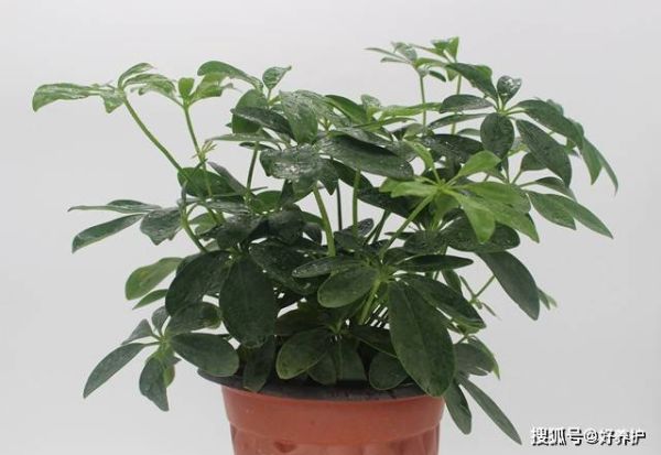十大净化空气植物，10种可以净化空气的室内绿植