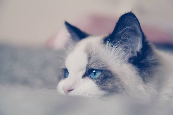 十大宠物猫排名最贵（10种全世界号称最贵的猫咪）