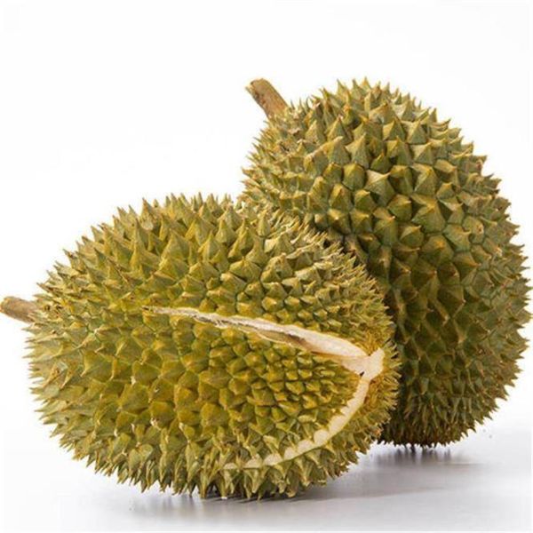 榴莲品种十大排名（介绍榴莲的15个品种）