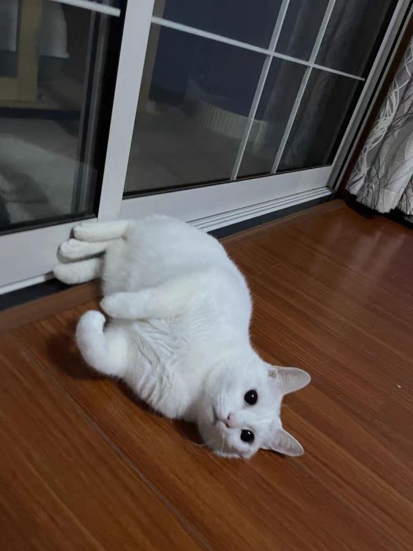 十大放心猫粮国产（10款放心猫粮国产名单）