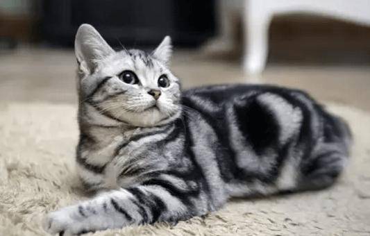 十大宠物猫排名,10种最受欢迎的宠物猫种类排行榜