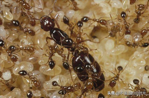 十大咬人最痛的昆虫（十大蜇人最疼昆虫）