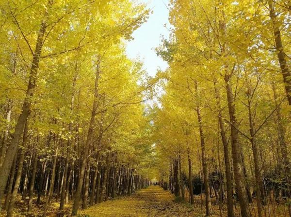 山西临汾旅游必去十大景点，临汾游玩10个好去处推荐