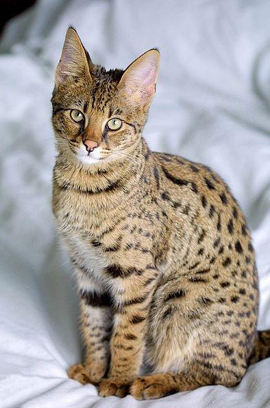 十大最昂贵的猫品种(世界上最贵的猫前十名)