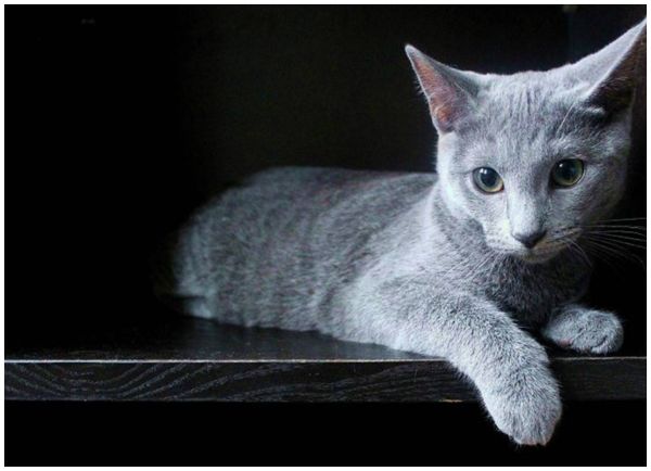 世界十大最贵的猫（世界上最贵的猫前十名）