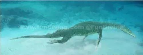 十大远古海洋巨兽,曾经的海洋十大霸主 十大远古海洋巨兽,曾经的海洋十大霸主