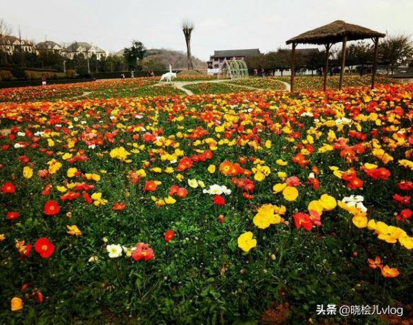 成都旅游必去十大景点推荐（去旅游必去的10个地方）
