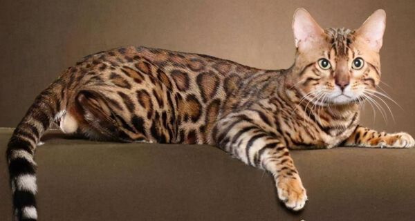 世界十大禁养名猫，养了这10种猫牢底坐穿兽