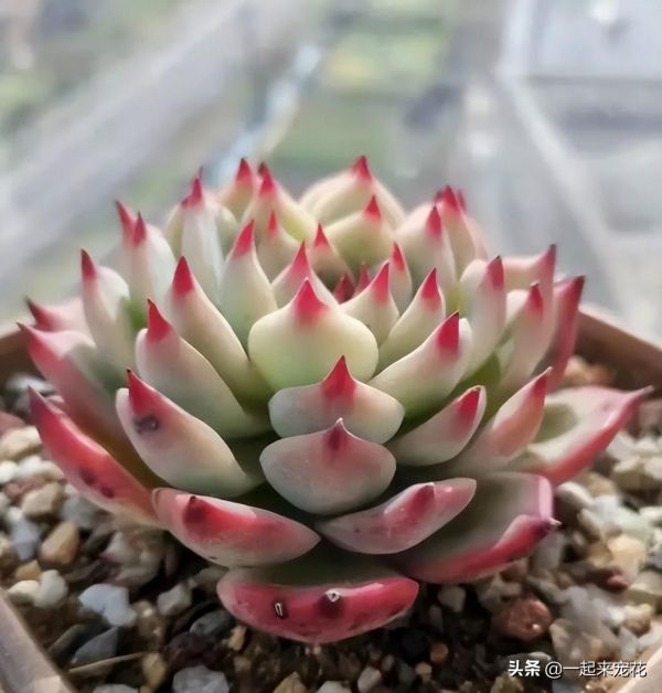 十大最漂亮的多肉植物（10种高颜值多肉）