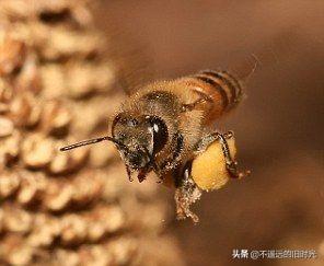 十大咬人最痛的昆虫（十大蜇人最疼昆虫）
