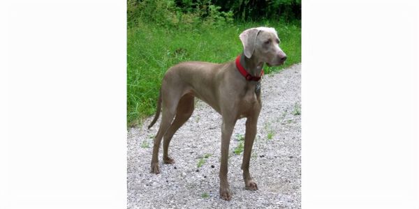 十大聪明犬排名(世界最聪明10大犬种)