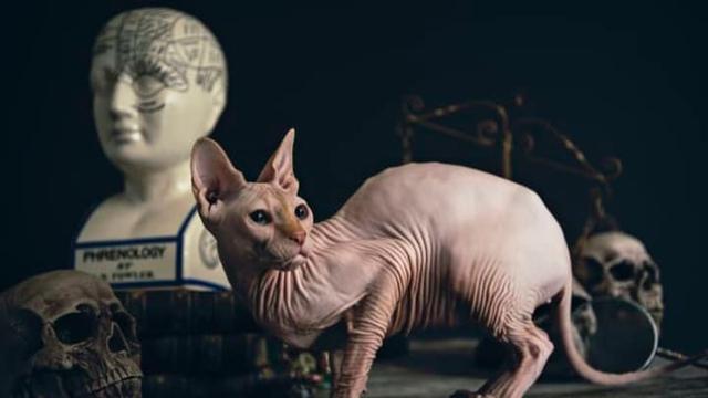 十大最昂贵的猫品种(世界上最贵的猫前十名)