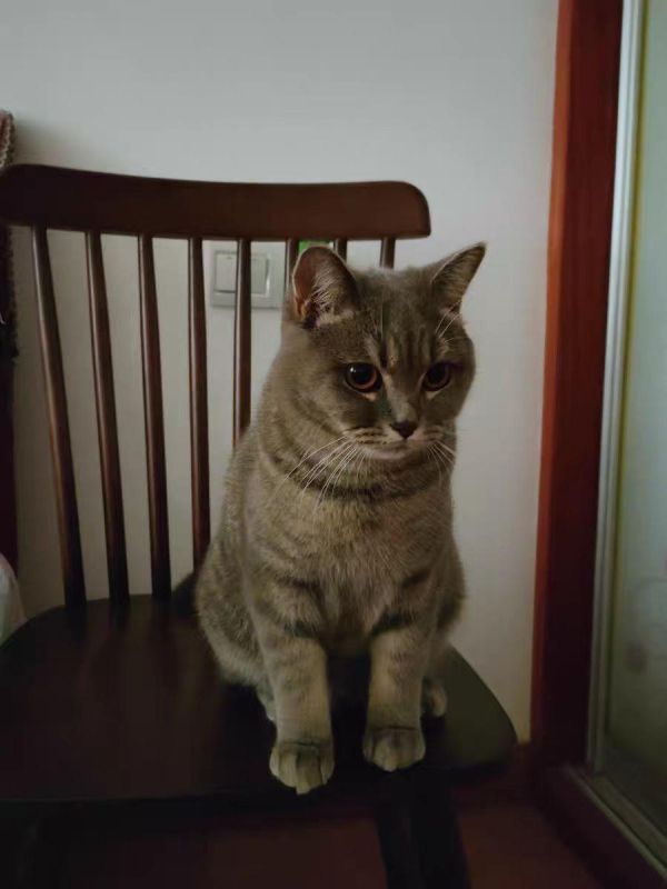 十大放心猫粮国产（10款放心猫粮国产名单）
