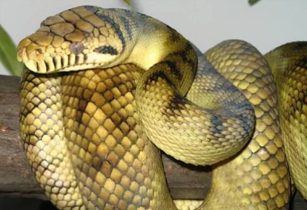 世界十大最恐怖蟒蛇，地球恐怖的十大蟒蛇