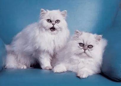 十大宠物猫排名,10种最受欢迎的宠物猫种类排行榜