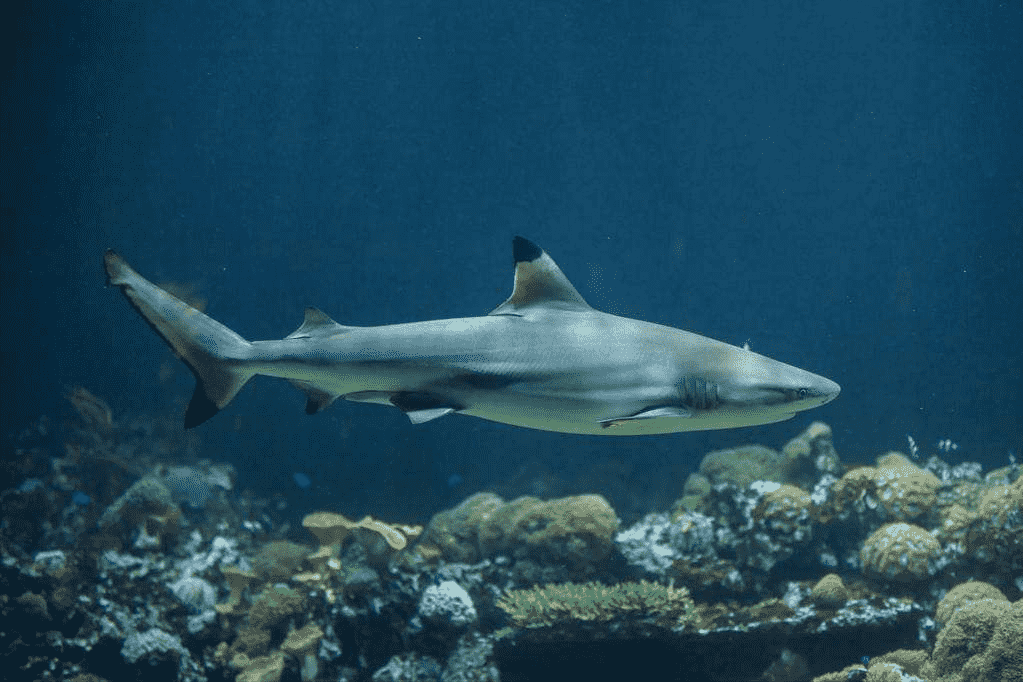 海洋十大霸主排名（海洋10种最强生物盘点）