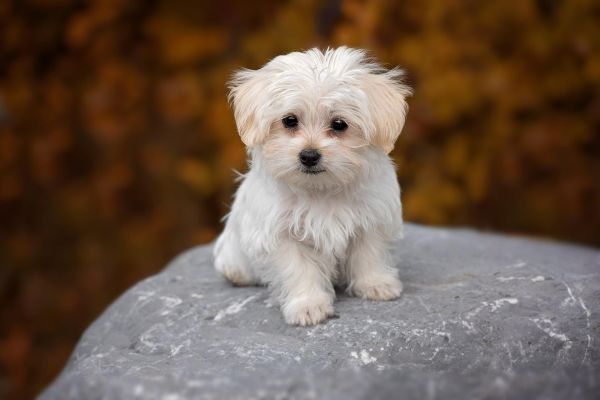 世界上十大名贵的狗，盘点世界最名贵的十大狗犬种排行榜