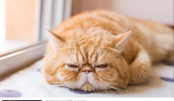 十大适合家养的猫价格（2000以下适合家养的几种猫）