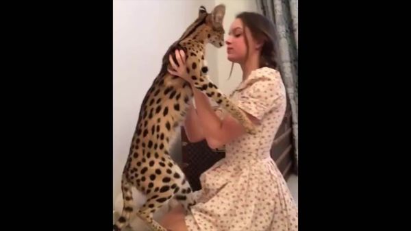 十大宠物猫排名最贵（10种全世界号称最贵的猫咪）