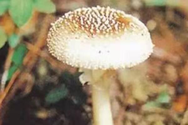 中国十大毒蘑菇，这第一种蘑菇致死率达95%