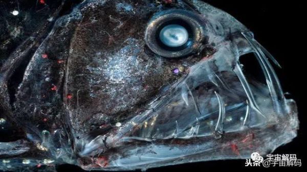 海洋十大最危险的生物，地球上最可怕的10种深海生物