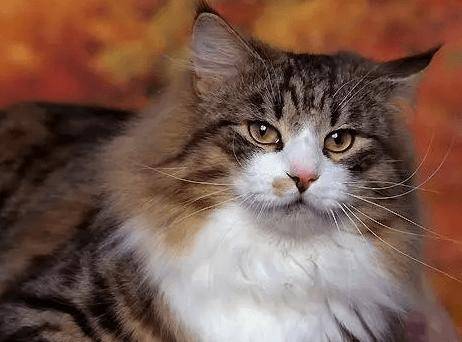 十大宠物猫排名,10种最受欢迎的宠物猫种类排行榜