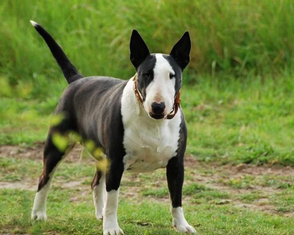 世界十大恶犬盘点（世上最凶猛的十大恶犬）