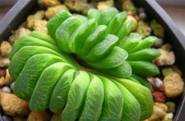 世界十大最贵多肉排名（10大最昂贵的多肉植物）