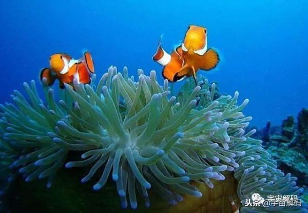 海洋十大最危险的生物，地球上最可怕的10种深海生物