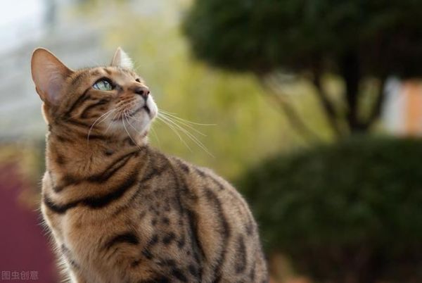 世界上十大最漂亮的猫排名（十大公认漂亮的猫品种）